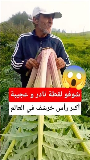 The world's largest artichoke head is found in Algeria.