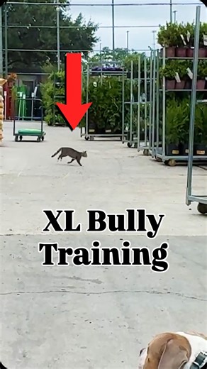 3.1K views · 141 reactions | Socialization training with an XL Bully!  Want to see the full training session? Watch it now on our YouTube channel  #dog #dogtrainer #dogtraining #xlbully #bullyxl | Canine Revolution Dog Training | Facebook