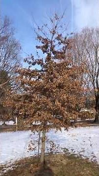 The most satisfying thing about planting a native tree (Pin Oak)! 🌳