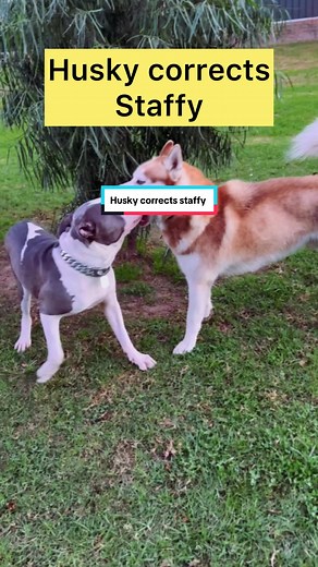 Husky Corrects Staffy - Training Time!