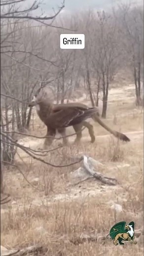 🦅 “Real-Life Griffin Caught on Camera?! 🦁✨ | Nature’s Mythical Connection to Universal Energy