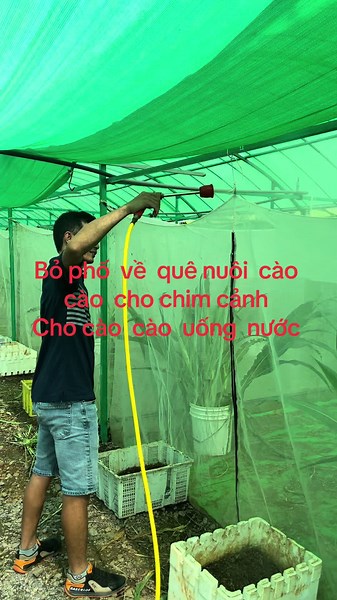 Nuôi Cào Cào Xanh: Bỏ Phố Về Quê Làm Trang Trại