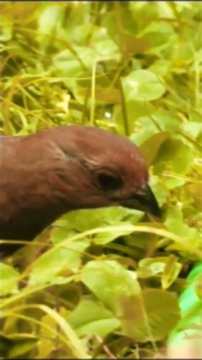 Birds on Planet EARTH Birds on Planet EARTH Birds on Planet EARTH Birds #explorenaturenow