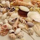 Craft Shells Natural Beach Mixed Seashells Indian Table Wedding Decoration  | eBay UK