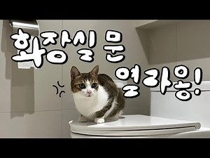 문열어달라고 울어대서 열어주면 쌩까요 고양이가 절 놀리는 건가요?