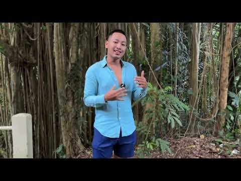 What strangler fig trees can teach us about life & death