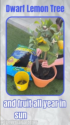 3 Best Dwarf Fruit Trees for Balconies 🍋 Perfect for Small Spaces!