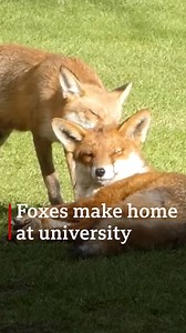 437K views · 517 reactions | Cute alert 力 These foxes have made themselves quite at home at Cambridge University ❤️ | BBC Norfolk | Facebook