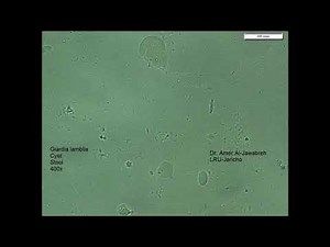 Giardia lamblia cyst