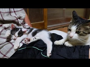 子猫をなでなで 250711