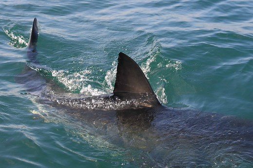 Dorsal Fin