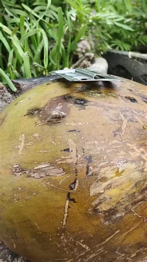 DP TIPS on Instagram: "Amazing Coconut tips #hilights #hacks #vedio"