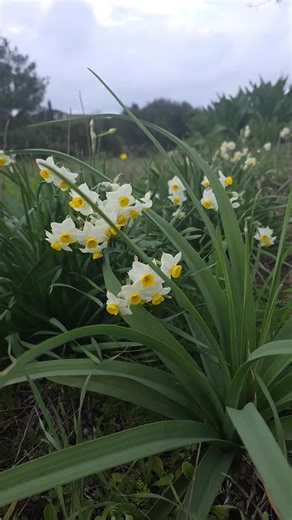 Βίντεο χρήστη Lul Caka (@lul.caka) με μουσική original sound - Lul Caka