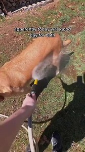 A Service Dog's Day Off: Heartwarming Morning Routine