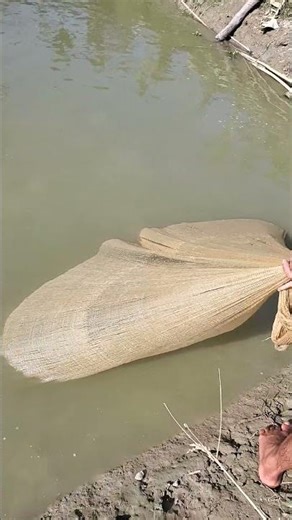 Catching huge fish with a gill net #fish