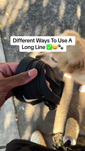 4 Ways to Use a Long Line for Dog Training and Walking