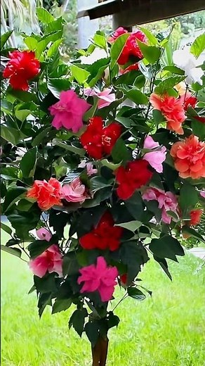 How to Grow hybrid HIBISCUS 🌺 plant at home . #gardenscapes #hibiscus