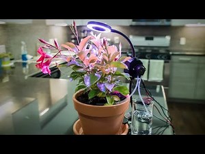 Make a Raspberry Pi Automated Gardener