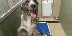 Delta Animal Shelter offers discounts on adoption fees