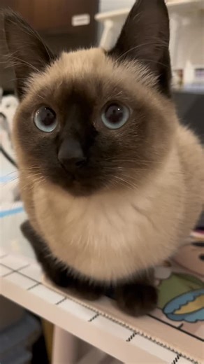 Siamese on Instagram: "Sound on 🥰"