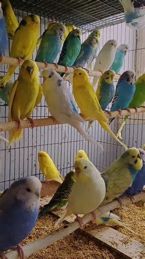 Beautiful parrots🦜🦜