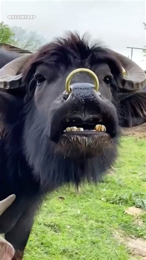 Teasing the water buffalo #fun #animals #incredible #cute #waterbuffalo