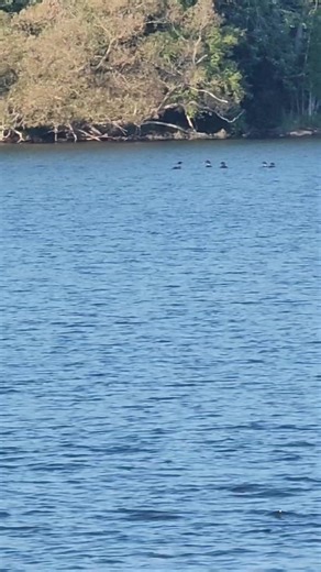 Wayne Bishko | Listen to these Loons this morning on Sebasticook Lake in Newport Maine. I heard them while I was fishing 🌞 #loons #outdoors #fishing #nature | Instagram