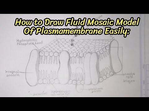 How to draw fluid mosaic model of plasma membrane। Esha