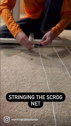 Stringing My Own SCROG Net: Two Spacing Techniques for Maximum Yield
