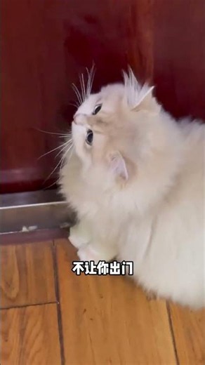 Unveiling the Mystery: Why Cats Smile at You at Night