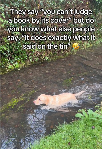 Meet My Hilarious Water Dog Labrador