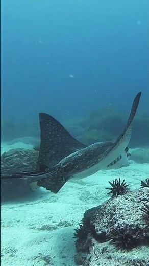 How does a manta ray differ from a stingray? #naturepbs #wildlife #stingray #mantaray #oceanlife