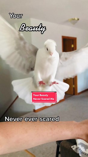 Adopting a Pet Pigeon: A Unique Connection with Nature