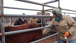 File:181205-FS-CooperativeDomesticHorseRemoval-003 (45485760834).webm - Wikimedia Commons