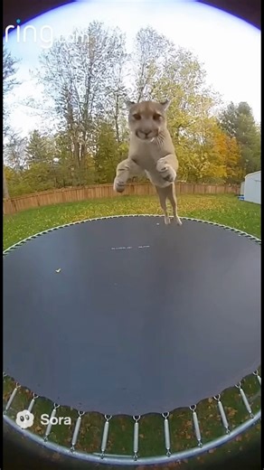 The cutest thing happened?! | Daisy Pig YT