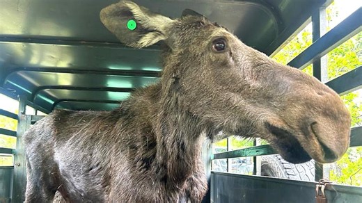 A week of loose moose: Agencies report moose sightings on Front Range