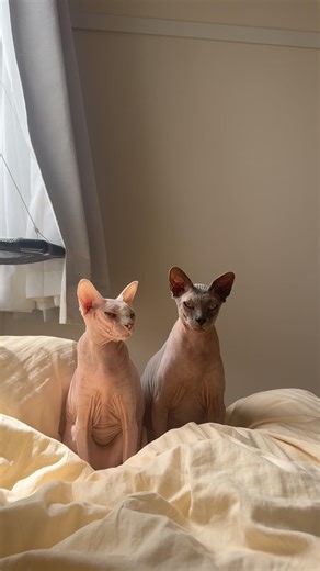 2匹並んでこっち見てくる猫スルタンとアレクサンドラ【スフィンクス】