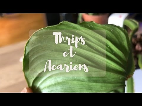 SOS Nuisibles : Comment je les détecte et je m’en débarrasse ! #Thrips #Acariens 🕷