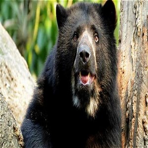 Characteristics of the Spectacled Bear, Habitat and more ▷➡️ Postposmo
