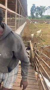 Don’t tell me… you don’t treat your animals for ectoparasites?! 🧐🦠 Lice, mites, ticks, flies, and keds can wreak havoc on their health and productivity. Stay ahead—protect your livestock! 🐐🐂 #HealthyFarm #LivestockCare #NoParasites | Goats Sheep Cows & General Livestock Online Marketplace