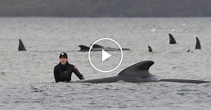 Hundreds of Whales Stranded in Australia