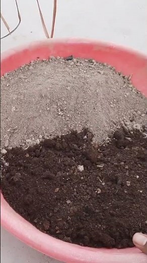 How To Grow Lemongrass At Home In Pot | Lemongrass Care