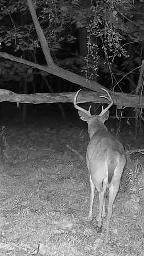 White Tail Deer Vocalizations: Snort, Wheeze and Grunt (4K) 🦌🦌‼️