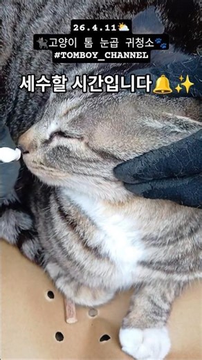 2026년 4월 11일 ♡ / ⇩ #고양이톰 눈곱 귀청소 🐾 / #TOMBOY_CHANNEL ⇦𝚃𝙰𝙶 𝙲𝙻𝙸𝙲𝙺 / #고양이일상 #귀여운고양이