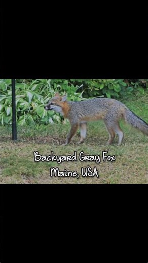 Maine Backyard Gray Fox #grayfox #mainewildlife #maine #fox