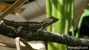 Anole lizard posturing: head bobbing and dewlap flaring on Make a GIF