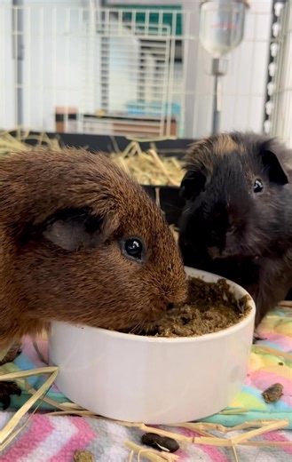 Checking in with Nibbles and Teddy ☺️ Highly recommend if you enjoy guinea pig mouth sounds ASMR! They are eating Oxbow Critical Care, which is easier for Nibbles to eat with partial facial paralysis. This, along with pain medication, has been the solution to keeping him at a healthy weight. His brothers, Teddy and Smokey, like to have a sample, too! I could just sit with these sweet boys all day long ❤️ #guineapigs #guineapigrescueth | The Cozy Cavy Guinea Pig Rescue