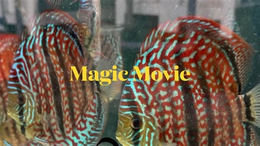 Golden State Discus on Instagram: "🔥 BIG NEWS for Discus Keepers! 🔥 We are proud to announce that Golden State Discus, official North American distributor for NA Discus is adding even more beautiful discus! NA Discus has partnered with KL Discus Farm to bring even MORE incredible strains to Golden State Discus. This partnership means access to stunning new wild cross, rare varieties, and high-grade breeding lines that KL is famous for. Quality, color, and genetics just went to the next level. 