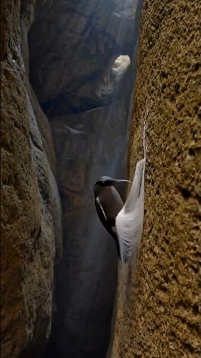 Swiftlet birds build nest with own saliva | Timelapse