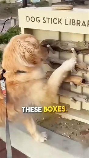Stick library for dogs 😱😍 #shorts #wholesome #dog